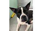 Adopt CHERRY a Boston Terrier, Mixed Breed