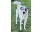 Adopt Ms. Lady the Great Pyrenees in Texas a Great Pyrenees