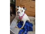 Adopt Tully a Boxer