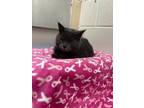 Adopt Lila a Domestic Short Hair