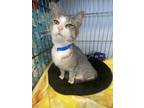 Adopt Frizzy a Domestic Short Hair