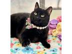 Adopt ATHENA - Sabrina a Domestic Short Hair