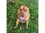 Adopt Luna a Pit Bull Terrier