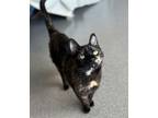 Adopt Paca a Domestic Short Hair