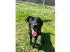 Adopt coco a Black Labrador Retriever