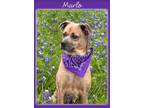 Adopt Marlo in TX a Mixed Breed