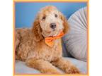 Goldendoodle Puppy for sale in Connersville, IN, USA