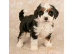 Mutt Puppy for sale in Dundee, OH, USA