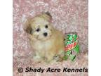 Havamalt Puppy for sale in Macon, GA, USA