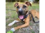 Adopt Ellie a Pit Bull Terrier, Mixed Breed