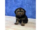 Shih-Poo Puppy for sale in Lancaster, OH, USA