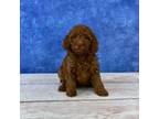 Poodle (Toy) Puppy for sale in Lancaster, OH, USA