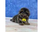 Shih Tzu Puppy for sale in Lancaster, OH, USA