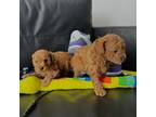 Poodle (Toy) Puppy for sale in Miami, FL, USA