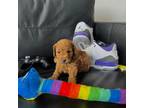 Poodle (Toy) Puppy for sale in Miami, FL, USA