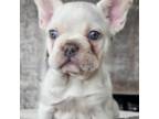 French Bulldog Puppy for sale in Niles, MI, USA