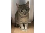 Adopt Maddie a Domestic Short Hair