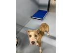 Adopt Mandy a Pit Bull Terrier