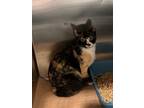 Adopt Bridget a Domestic Short Hair