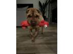 Adopt Freya a Shar-Pei