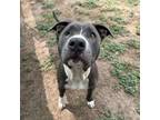 Adopt Seashore a Pit Bull Terrier