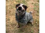 Adopt Horchata a Australian Cattle Dog / Blue Heeler