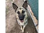 Adopt Buttermilk Biscuit a German Shepherd Dog