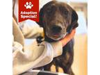 Adopt Stella - $50 Adoption Special! a Labrador Retriever, Airedale Terrier
