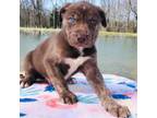 Catahoula Leopard Dog Puppy for sale in Sardinia, OH, USA