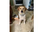 Adopt JOY a Great Pyrenees, Mixed Breed