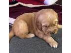 Golden Retriever Puppy for sale in Chula Vista, CA, USA