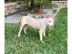 Adopt Clover a Pit Bull Terrier