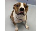 Adopt Lil Debbie a Pit Bull Terrier