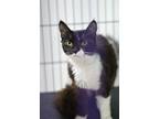 Adopt Rowena - Adoptable a Domestic Medium Hair