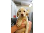 Adopt Kia - Adoptable a Labrador Retriever, Mixed Breed