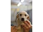 Adopt Honda - Adoptable a Labrador Retriever, Mixed Breed