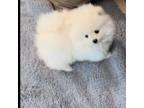 White puffy pom