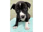 Adopt Bree a Mixed Breed