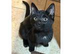 Adopt Rowan a Domestic Short Hair