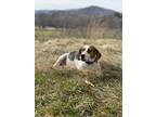 Adopt Willa a Beagle, Mixed Breed