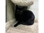 Adopt Rowan / Rachel a Domestic Short Hair