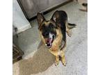 Adopt Mia a German Shepherd Dog