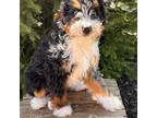 Mutt Puppy for sale in Middlebury, IN, USA