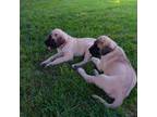 Great Dane Puppy for sale in Denver, PA, USA