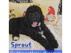 Sprout- navy blue male