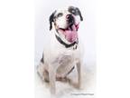 Adopt Faith a Catahoula Leopard Dog