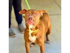 Adopt Brownie a American Staffordshire Terrier