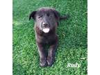 Adopt Rudy a German Shepherd Dog, Chow Chow