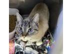 Adopt Angel a Siamese