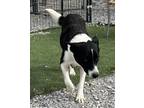 Adopt Lassie (A1777601) a Border Collie